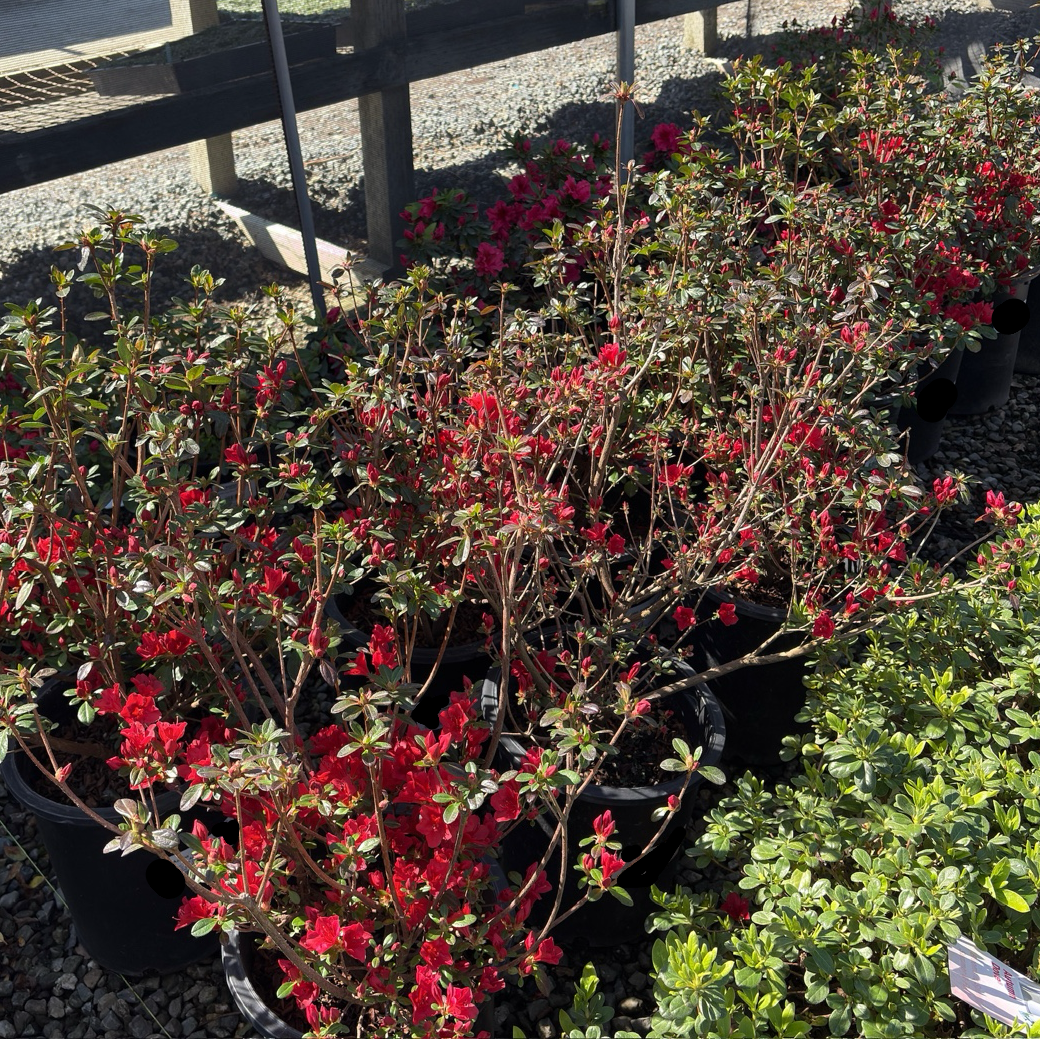 Ward's Ruby Azalea