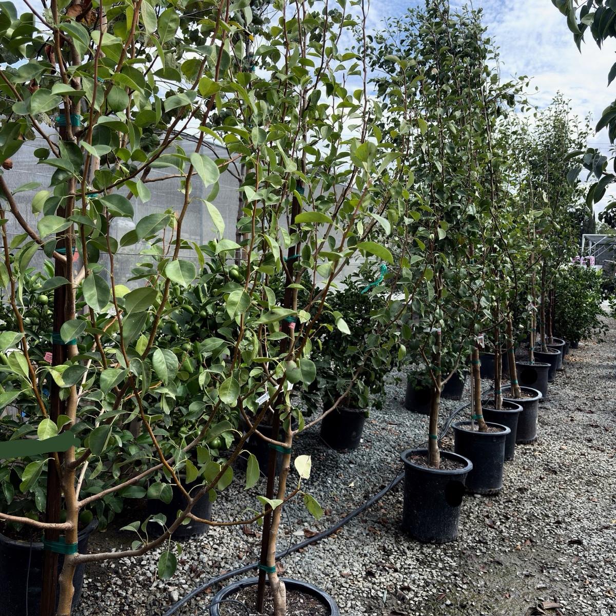 can you plant a pear tree in a pot Warren Pear Tree