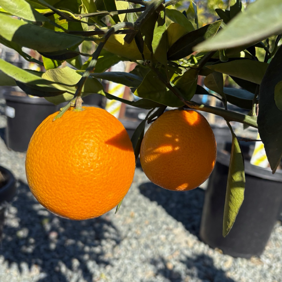 Washington Navel Orange