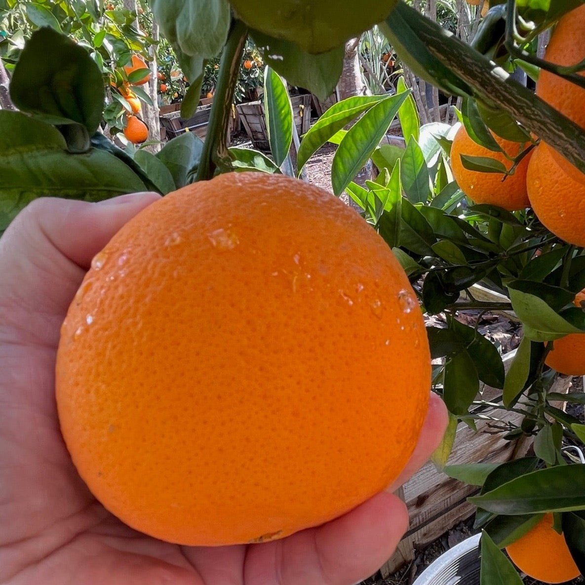 Washington Navel Orange