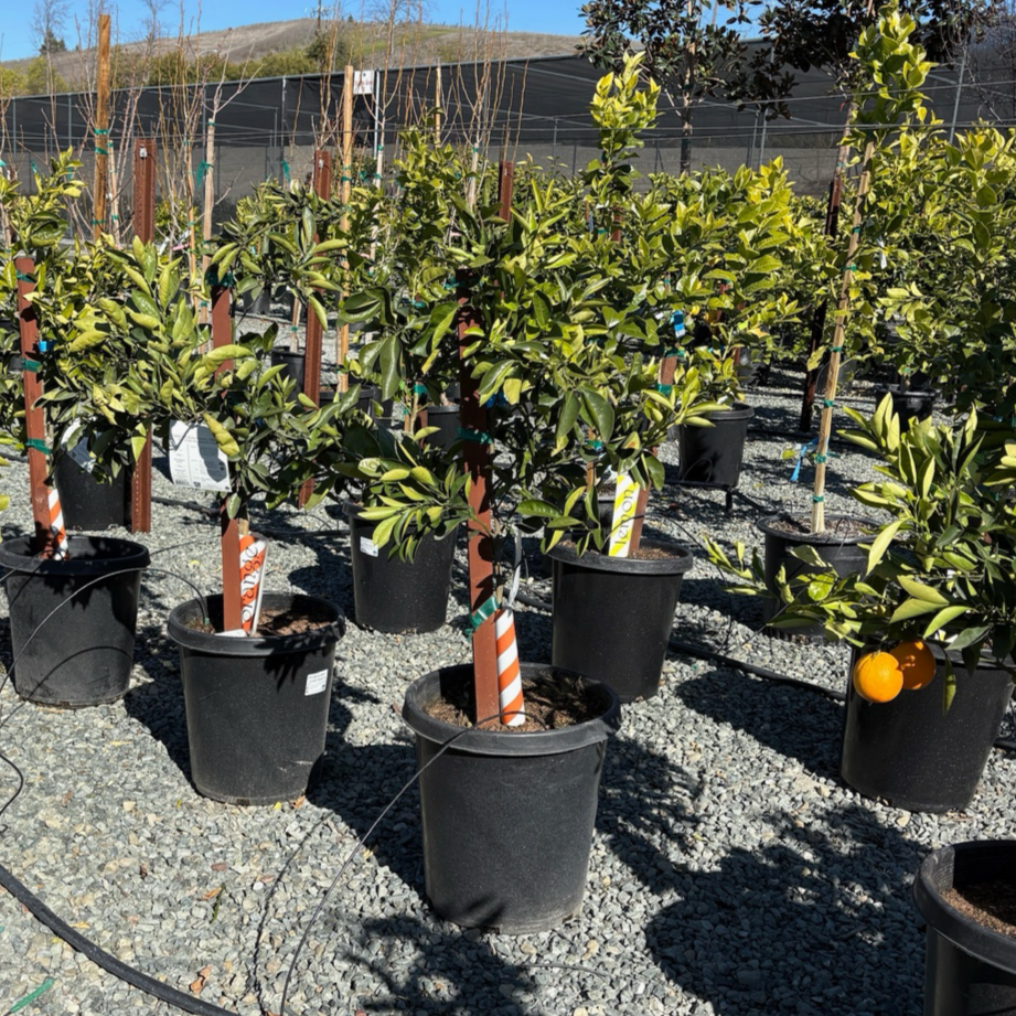 Washington Navel Orange