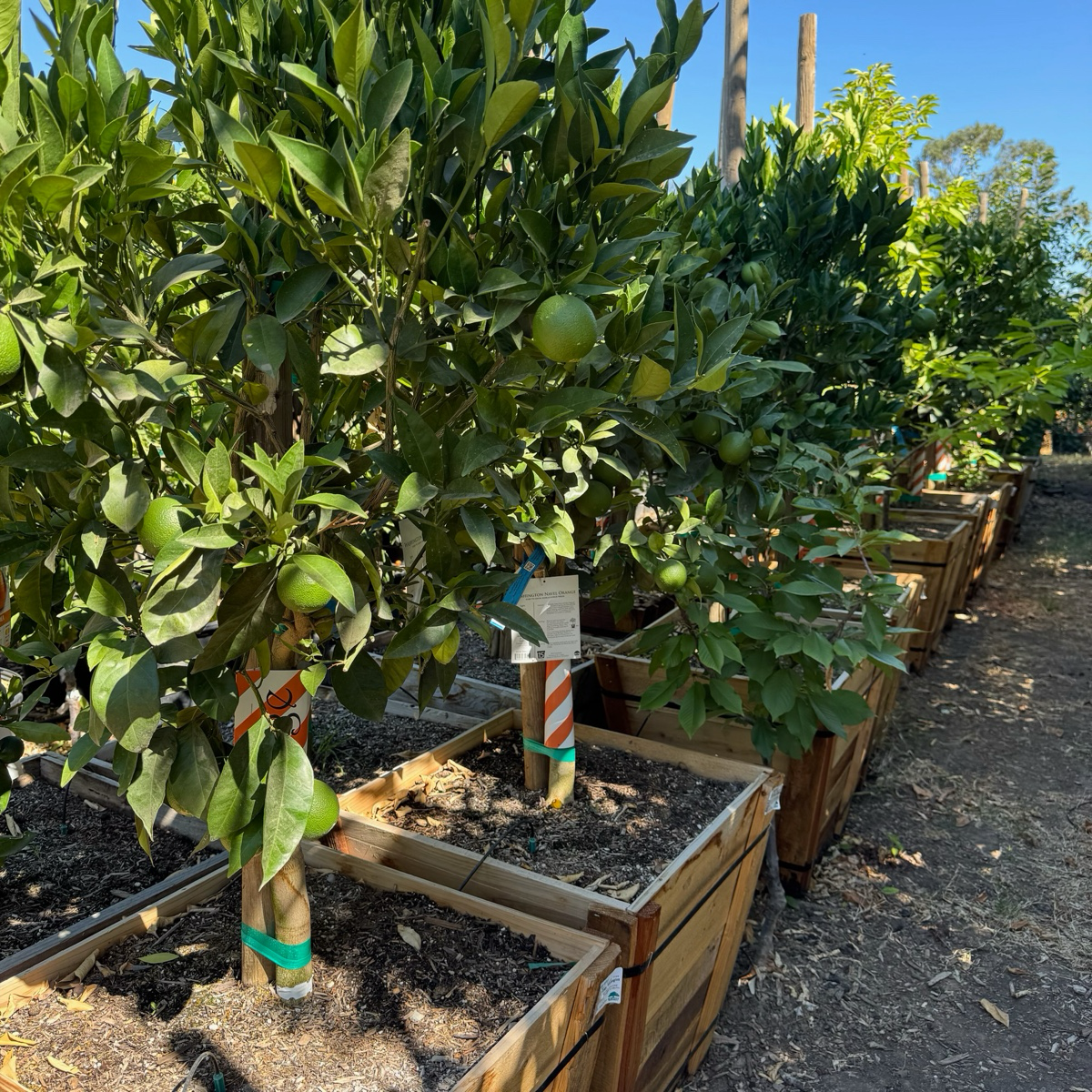 Washington Navel Orange