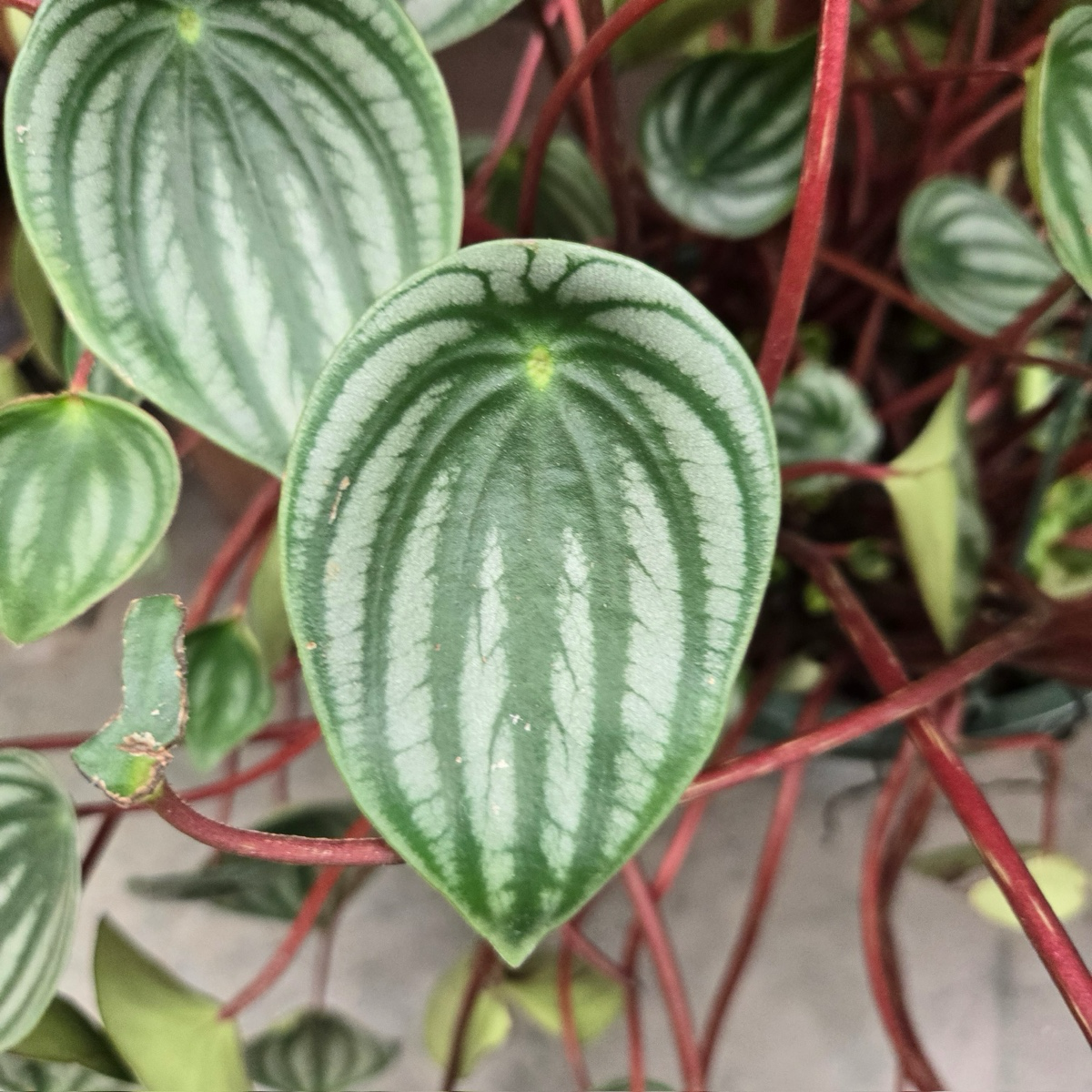 watermelon money plant Watermelon Peperomia