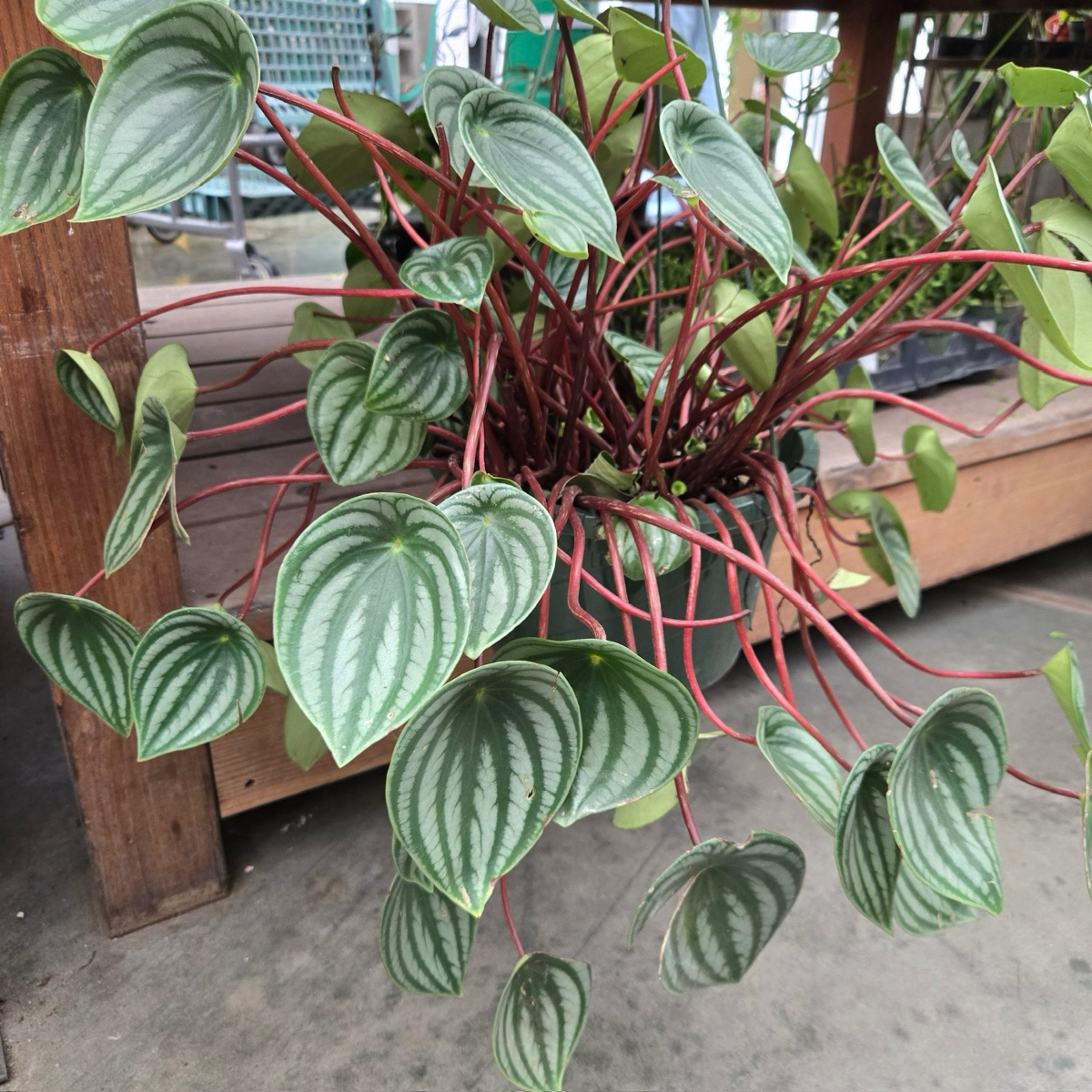 watermelon pothos plant Watermelon Peperomia