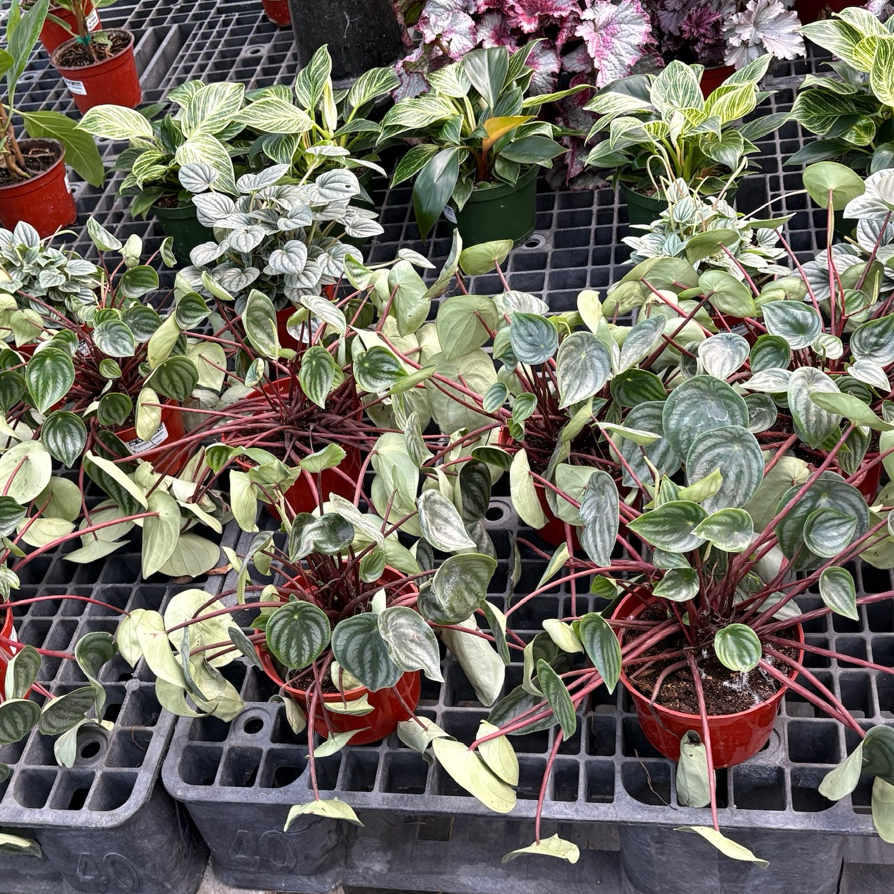 house plant watermelon Watermelon Peperomia