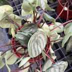 Watermelon Peperomia