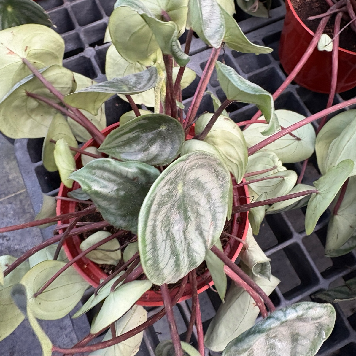 Watermelon Peperomia