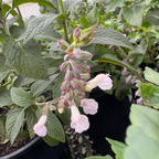 Waverly Sage