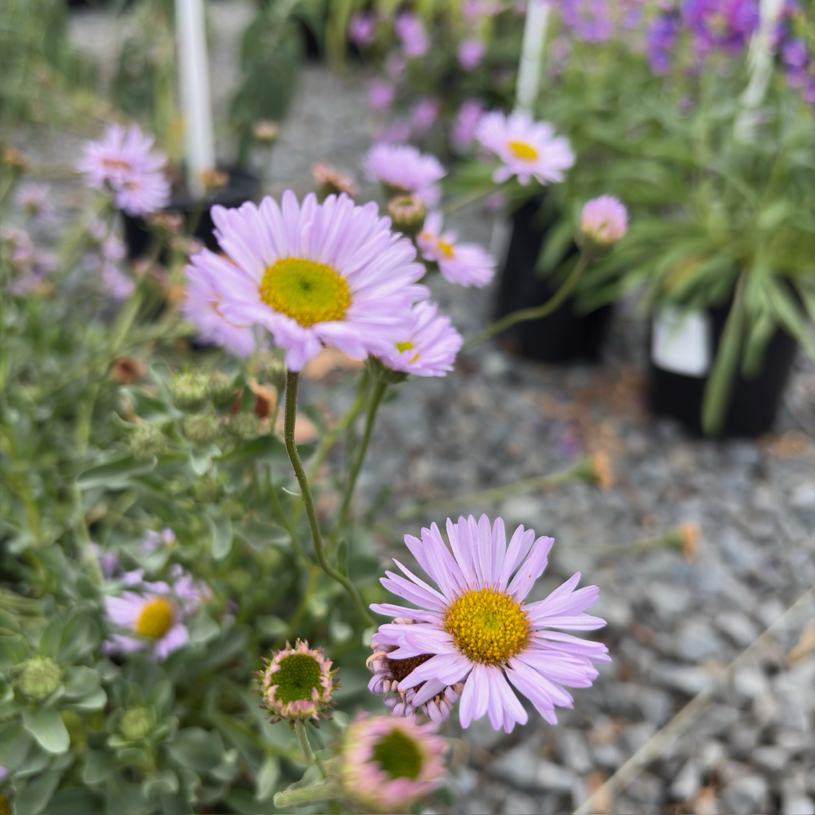 Close-up of  Wayne Roderick Seaside Daisy purple flowers with yellow centers in a garden setting.