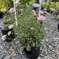 1 gallon Potted  Wayne Roderick Seaside Daisy plant 