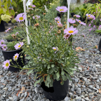 1 gallon Potted  Wayne Roderick Seaside Daisy plant 