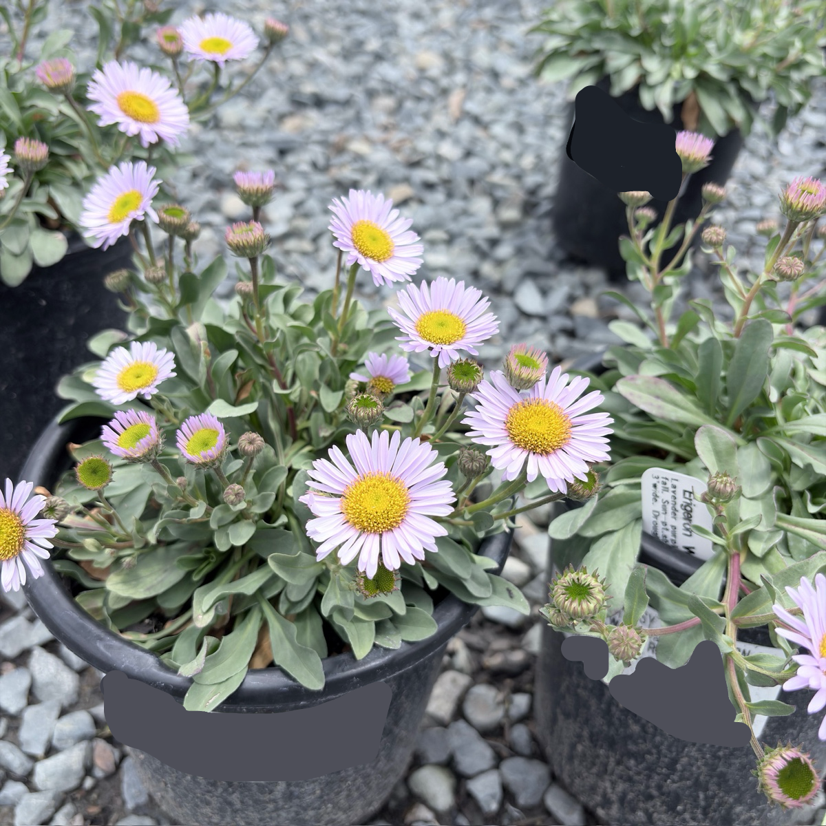 Wayne Roderick Seaside Daisy
