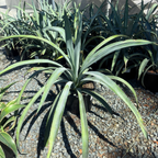 Weber's Blue Agave