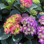 Wee Bit Grumpy Hydrangea