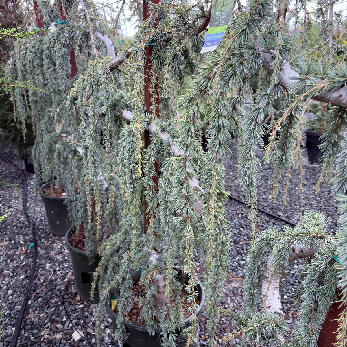 blue atlas cedar fish hook Rigged Plug grow and low CEDAR atlas weeping fishhook
