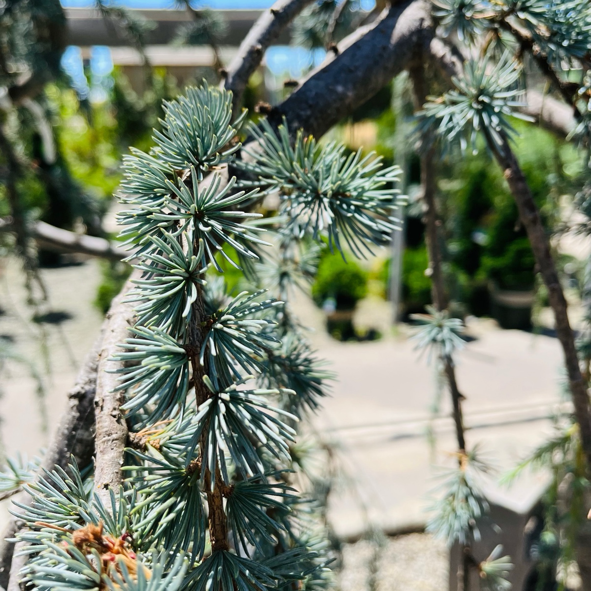 Weeping Blue Atlas Cedar