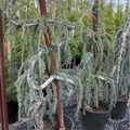 Weeping Blue Atlas Cedar