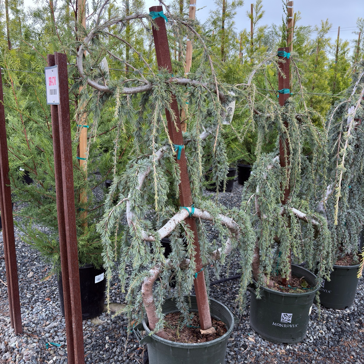 Weeping Blue Atlas Cedar