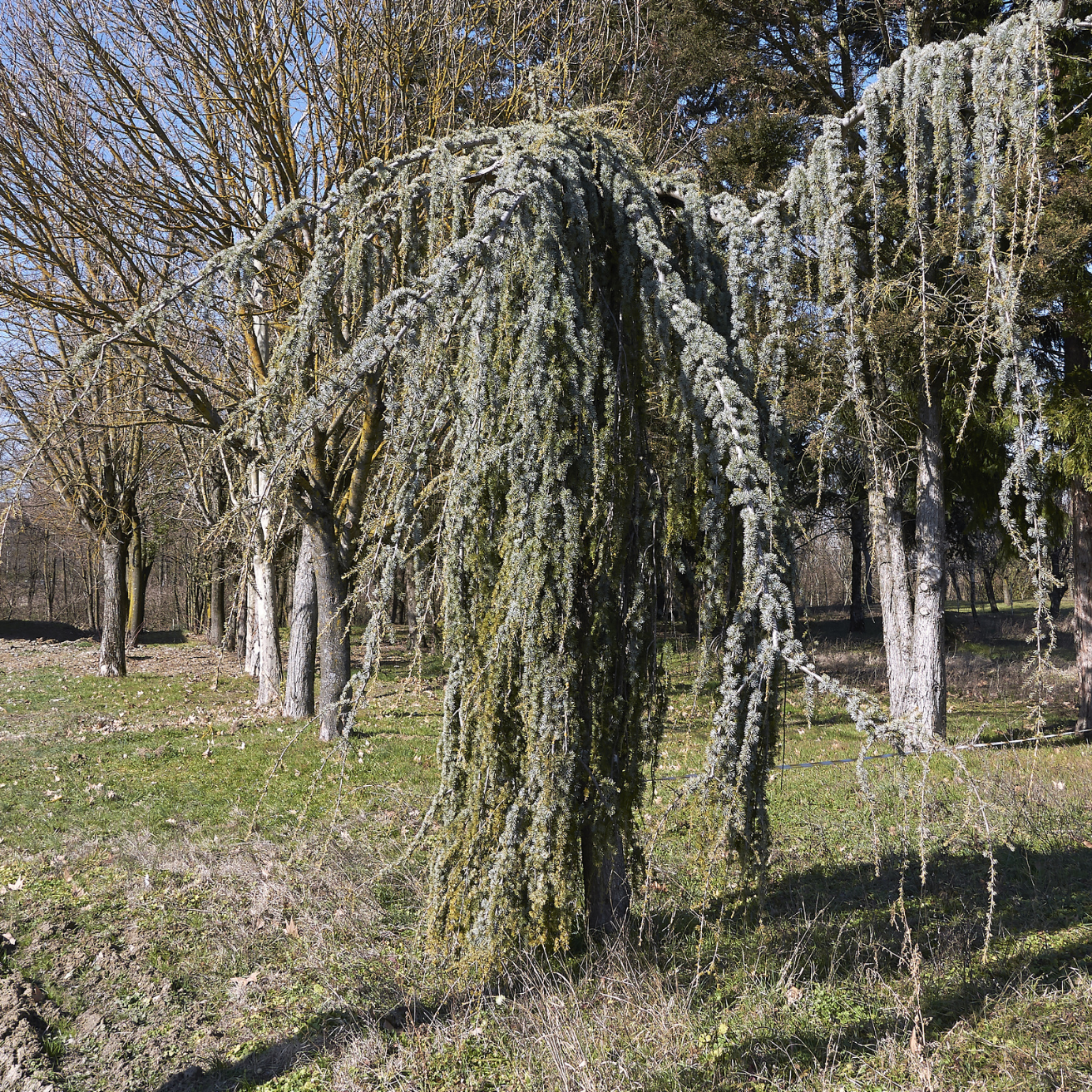 Weeping Blue Atlas Cedar