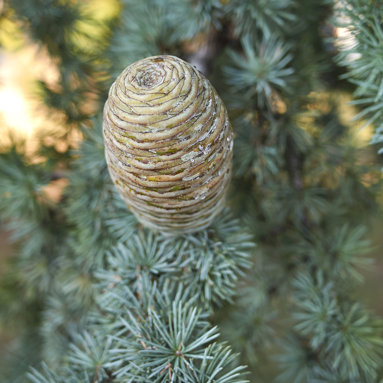 Weeping Blue Atlas Cedar