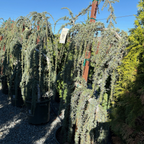 Weeping Blue Atlas Cedar