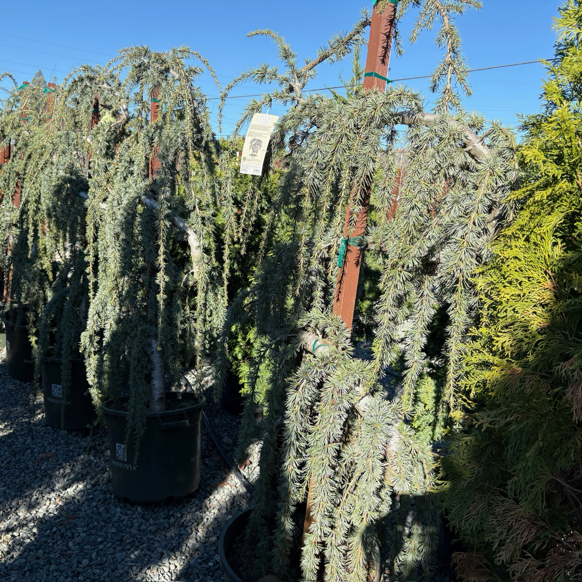 Weeping Blue Atlas Cedar