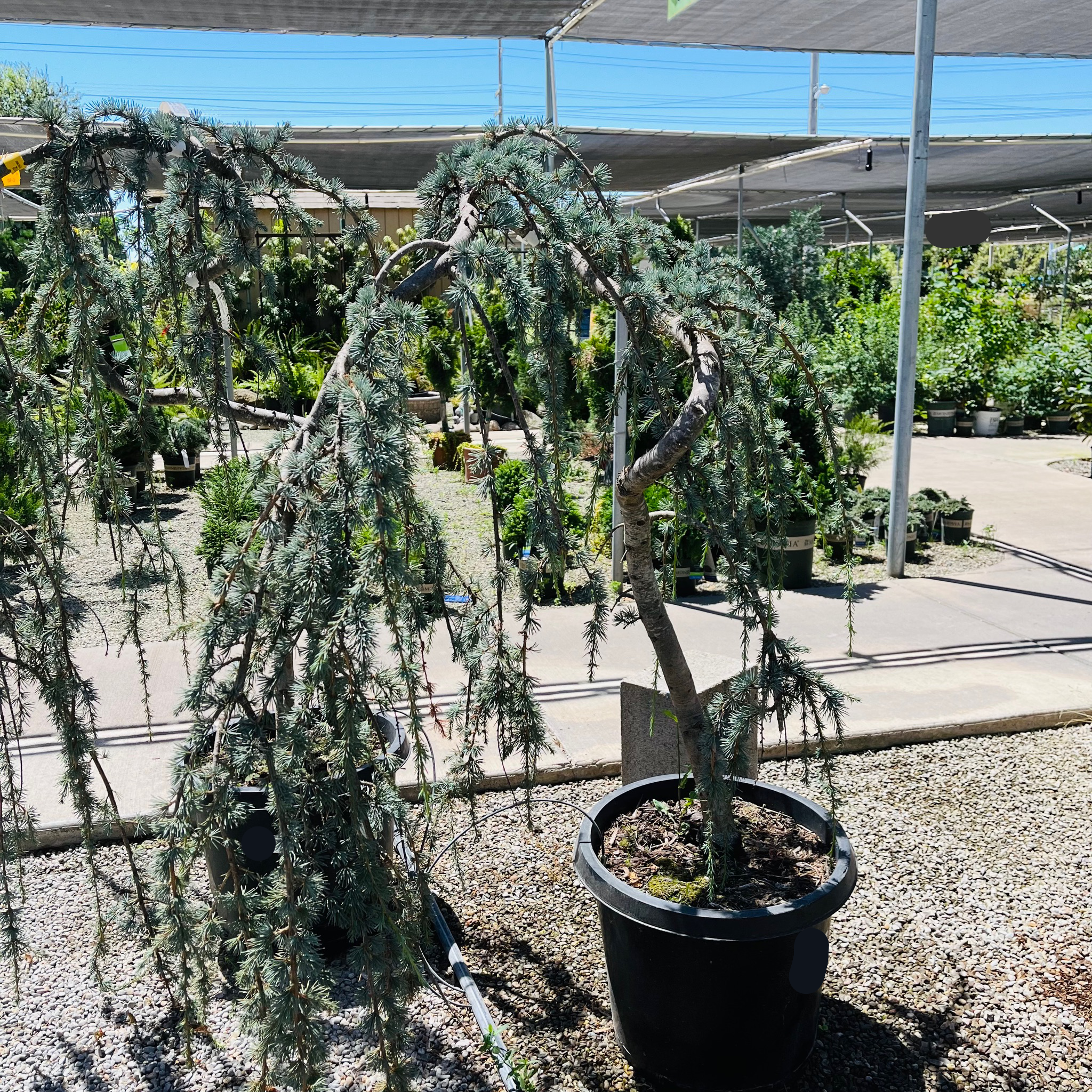Weeping Blue Atlas Cedar