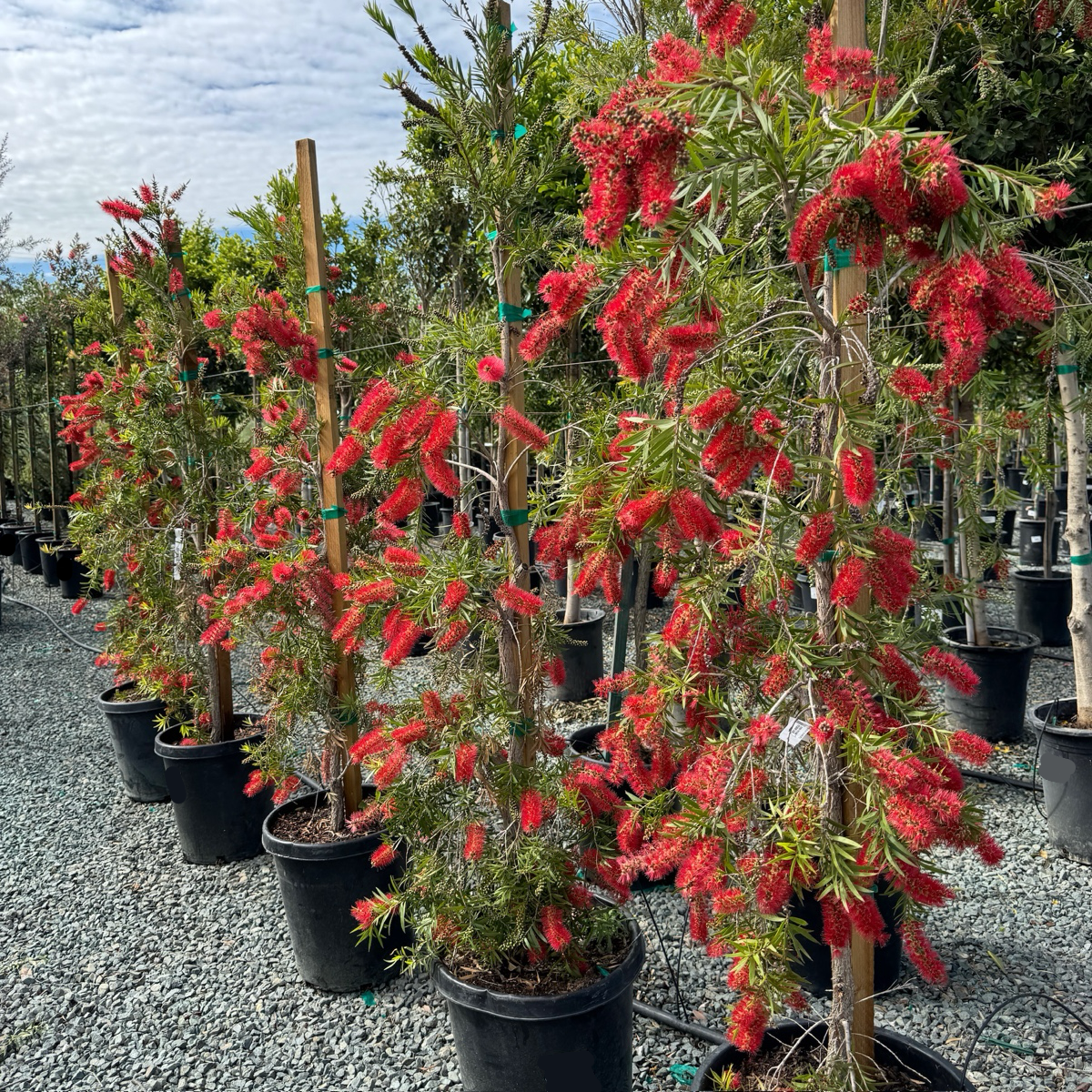 Weeping Bottlebrush