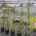 Weeping Bottlebrush