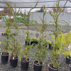 Weeping Bottlebrush