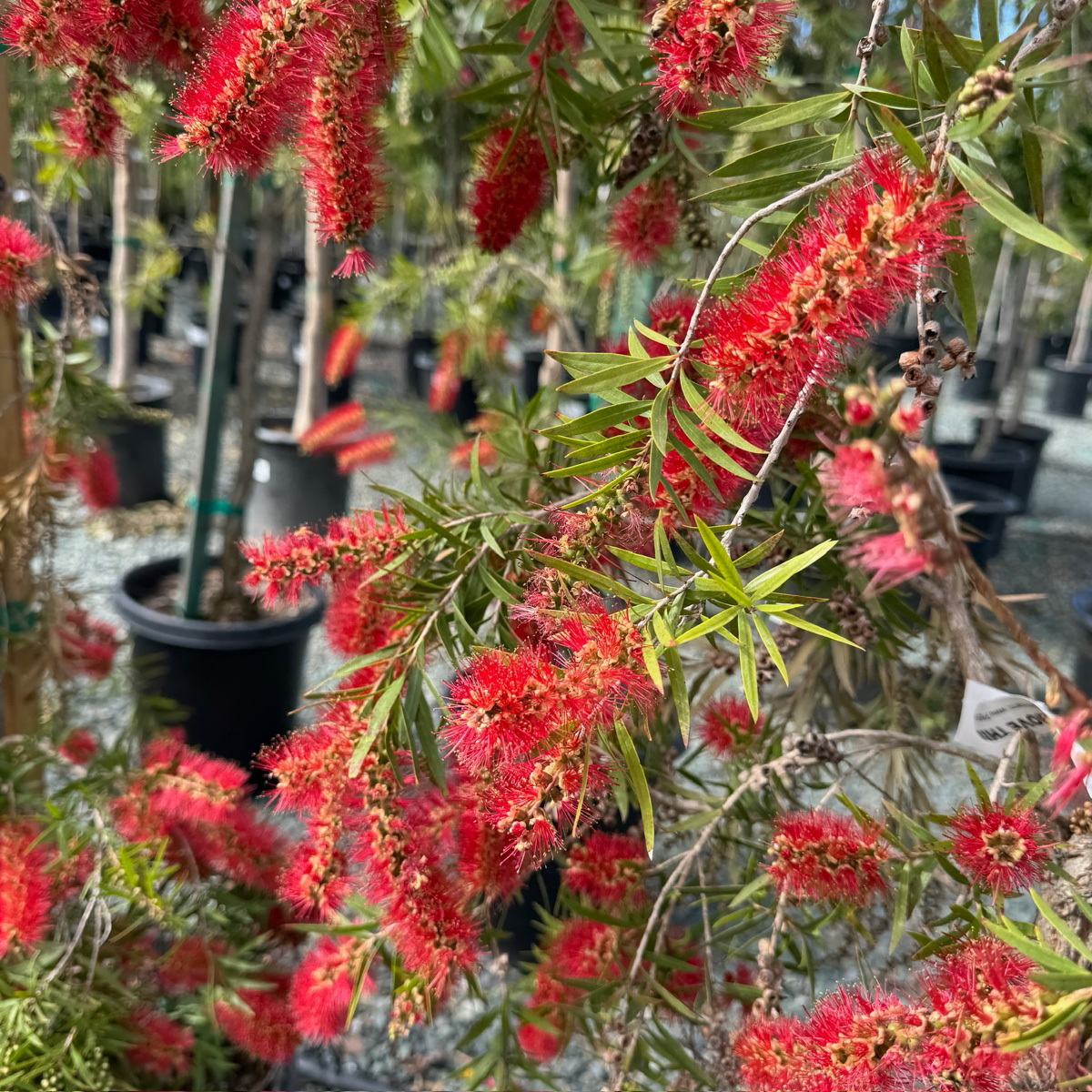Weeping Bottlebrush