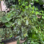 Weeping Fig 'Spearmini‘