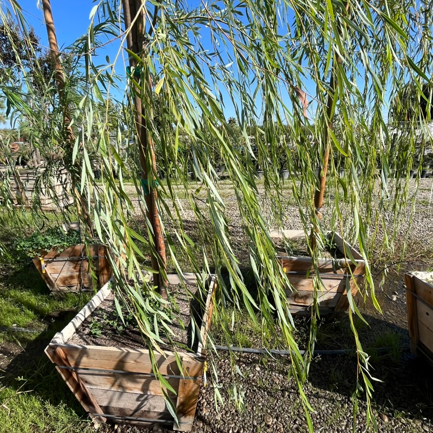 Weeping Willow branches hanging over wooden planters in an outdoor setting with a clear sky.