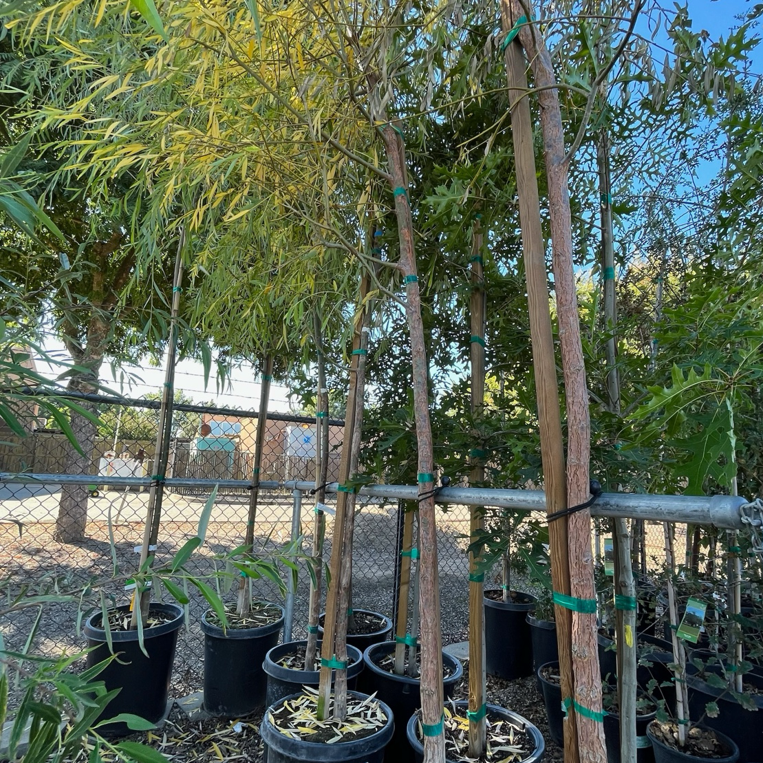 weeping willow potted plant Weeping Willow