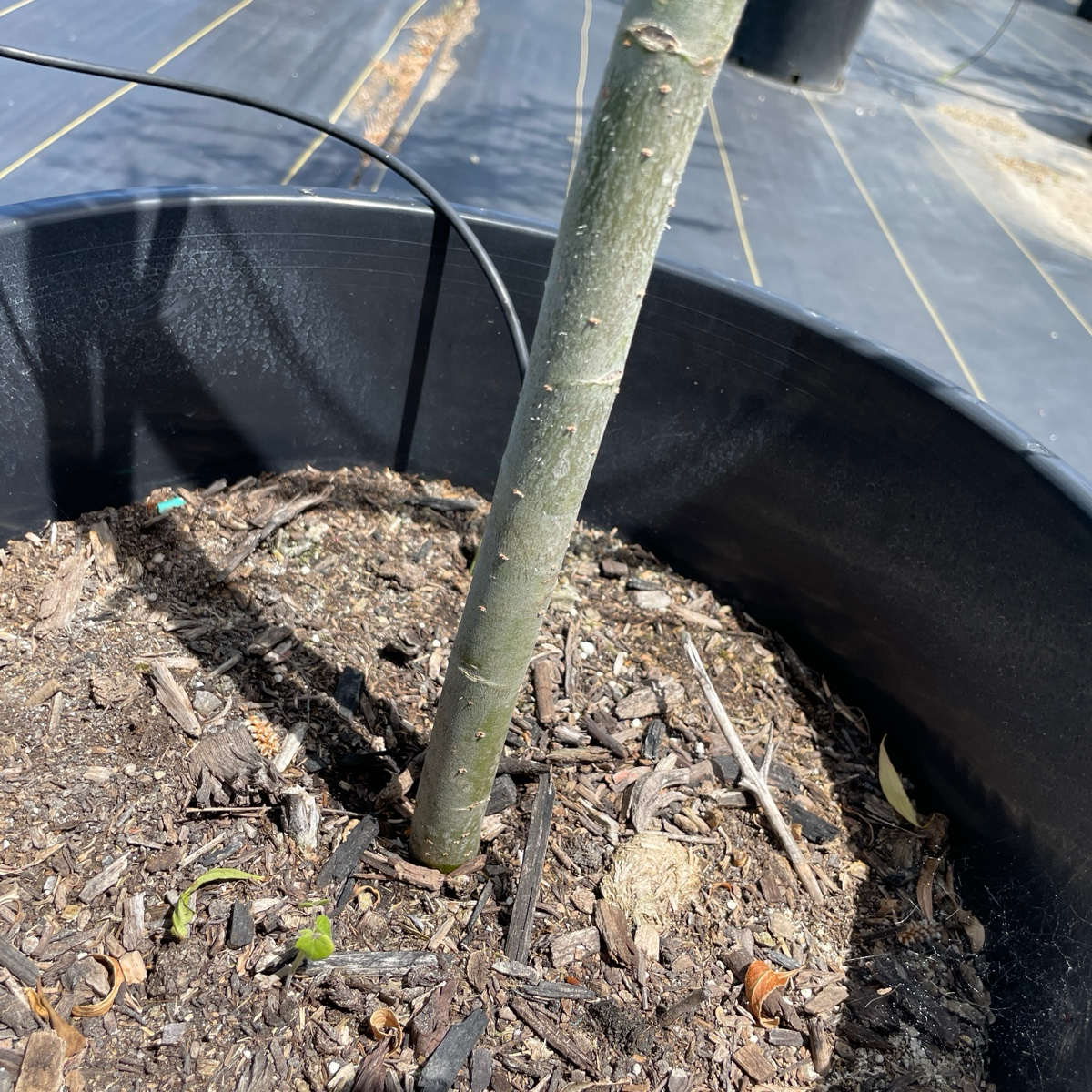 Young Weeping Willow tree planted in a pot with black plastic sheeting in the background