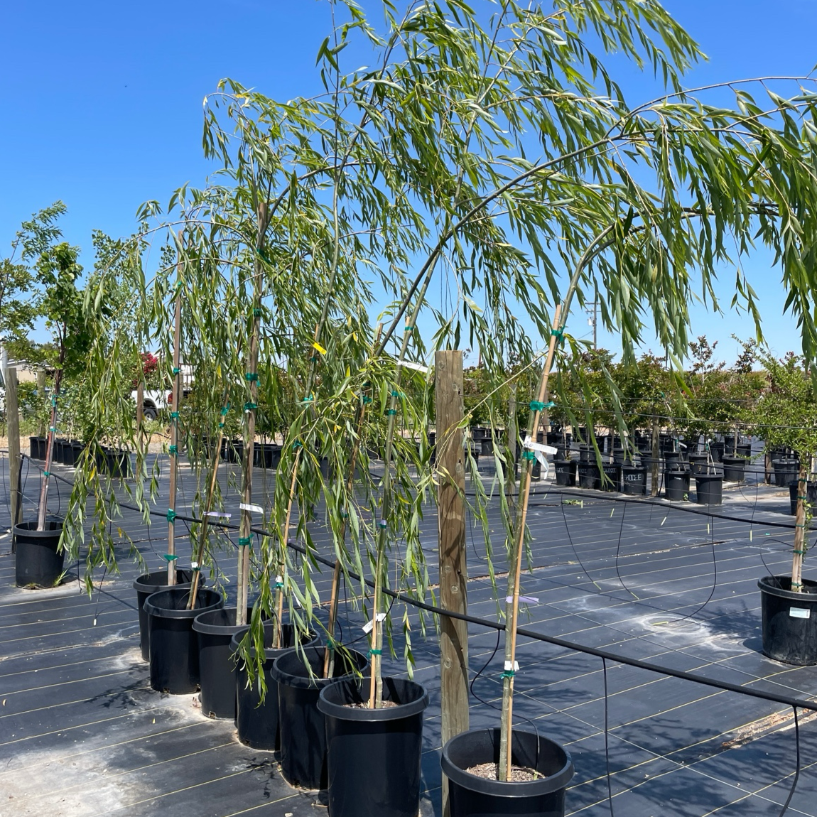 Row of potted Weeping Willow trees with a clear blue sky in the background