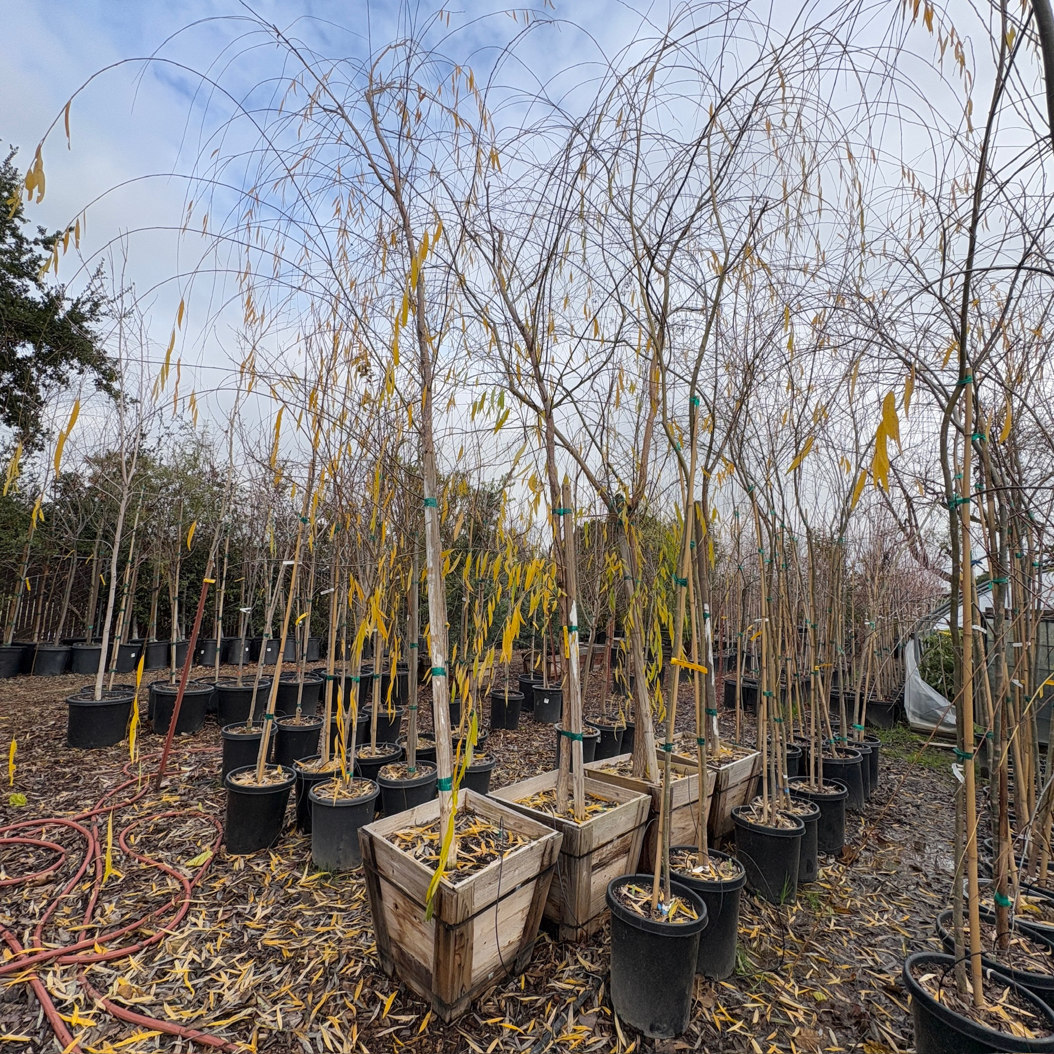 planting weeping willow trees near house Weeping Willow