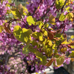 Western Redbud