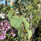 Western Redbud