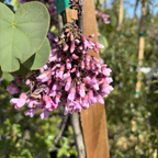 Western Redbud