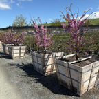 Western Redbud