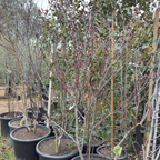 Western Redbud