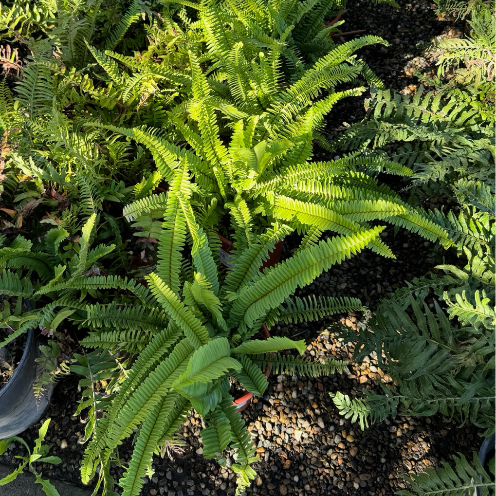 Western Sword Fern
