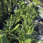 Western Sword Fern