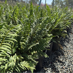 Western Sword Fern
