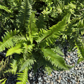Western Sword Fern