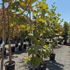 Row of potted California Plane in a nursery setting with clear blue sky.