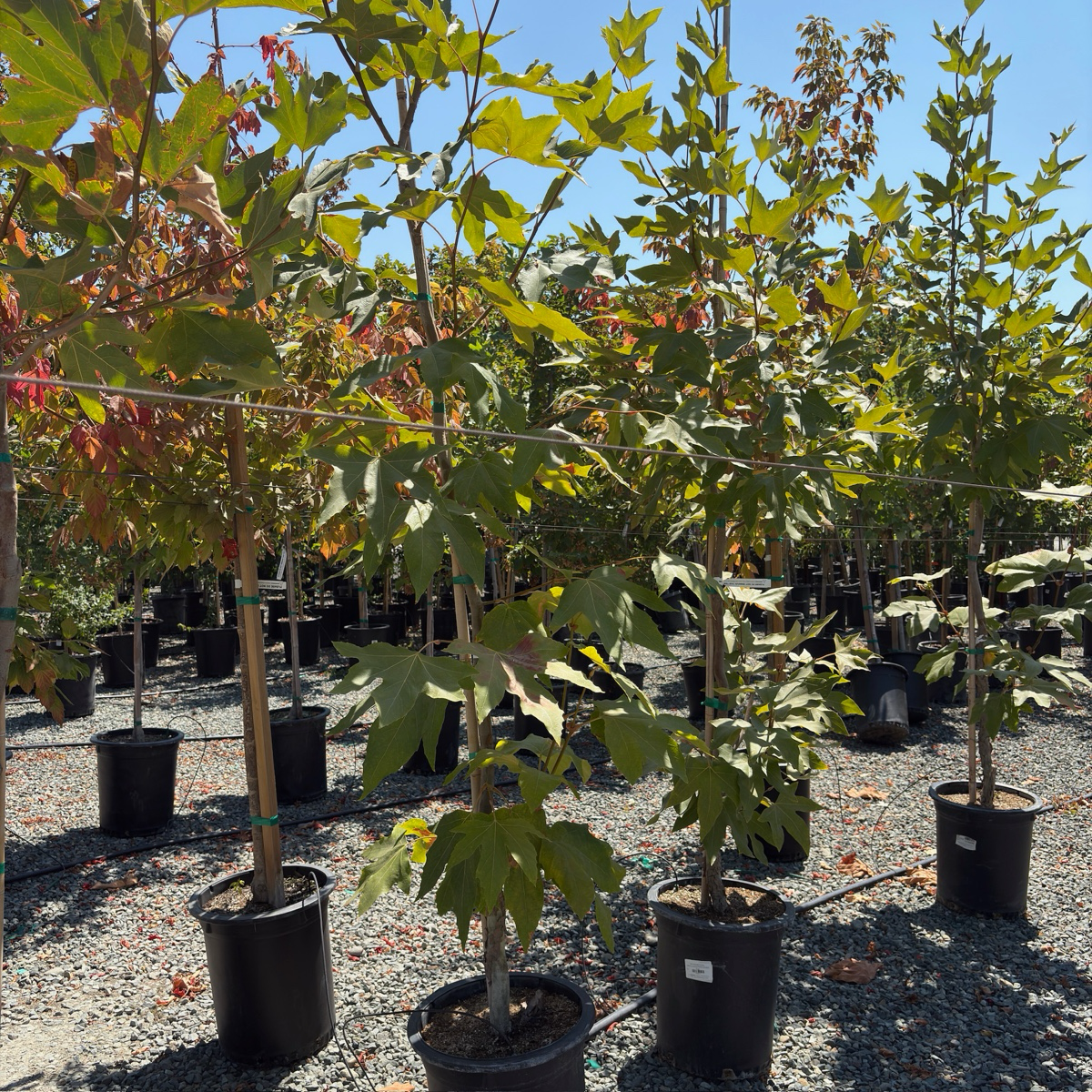 Potted California Plane in a nursery setting with a clear blue sky.