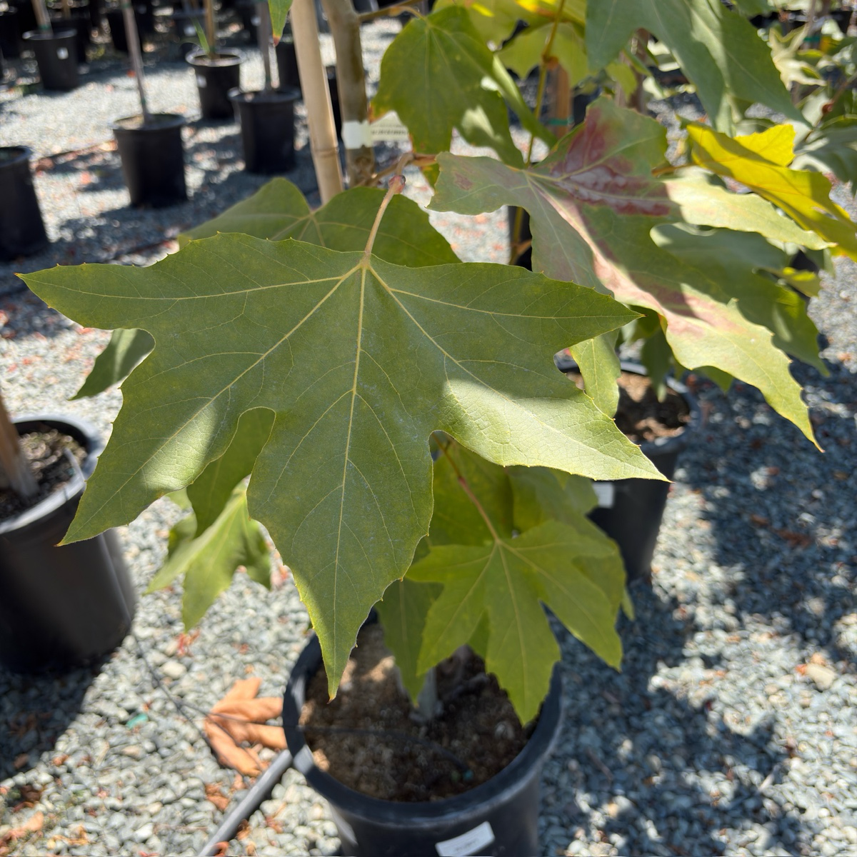 Potted California Plane with large green leaves in a nursery setting