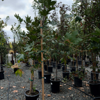 Row of potted California Plane in a nursery setting with a cloudy sky.